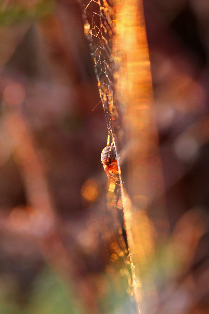 IMG_8123_redigerad-1